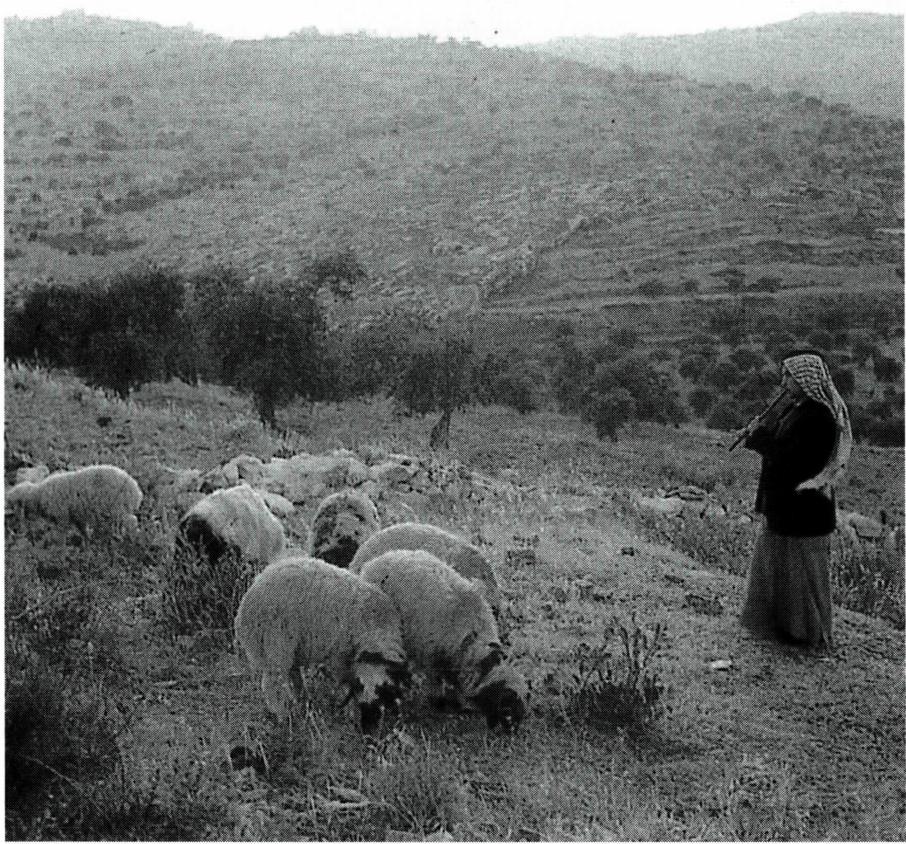하느님과 당신 백성과의 친밀한 관계는 목자와 양 떼로 비유된다.