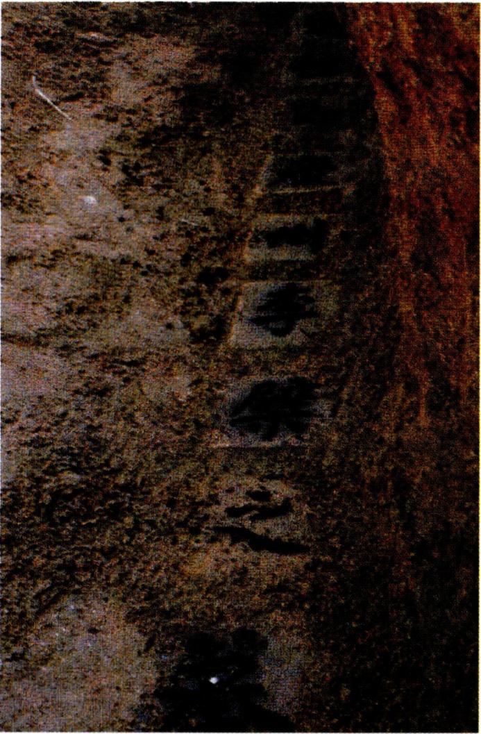 이벽의 묘지석.