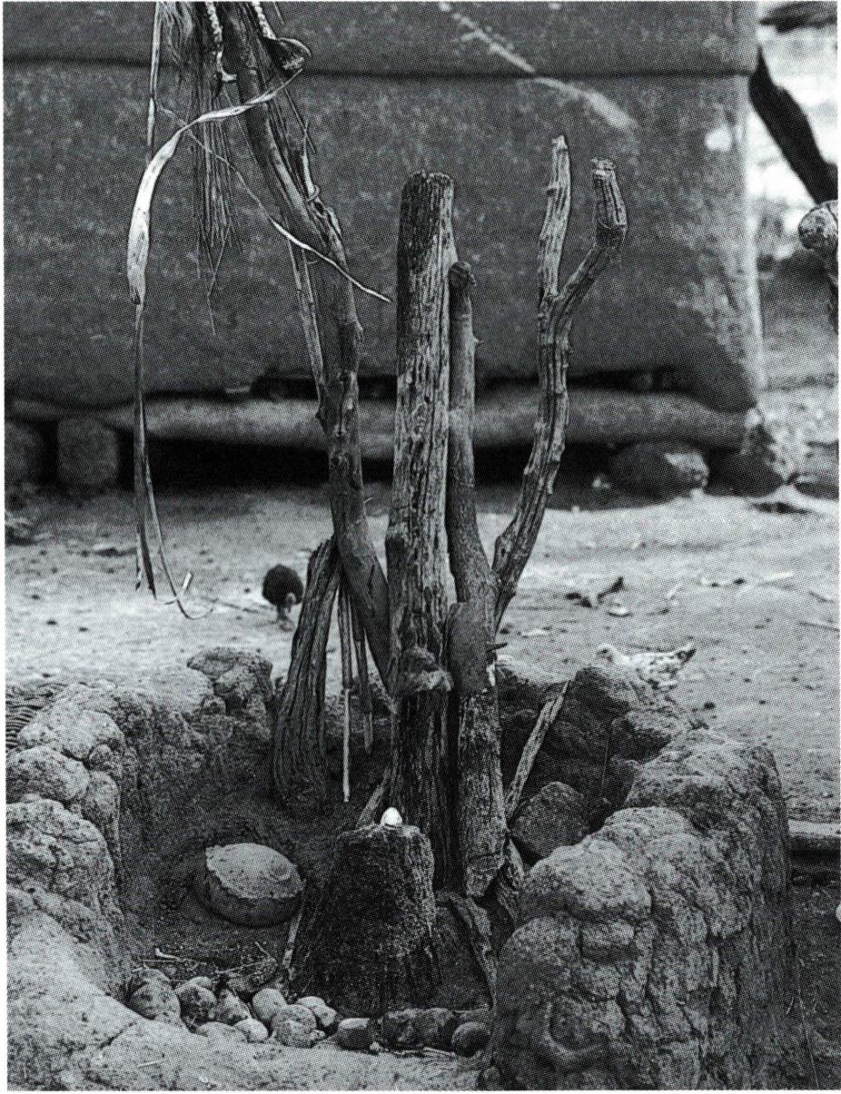 주믈 숭배를 위해 사용된 나무.