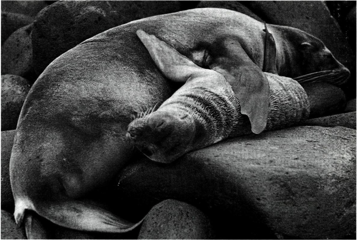 창조된 세상은 하느님의 성사이다(시편 19. 1) .